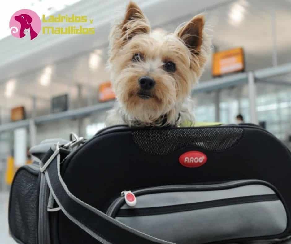 6 Consejos para saber cómo viajar con un perro en avión | Ladridos y  Maullidos