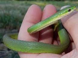 Serpiente verde áspera, Opheodrys aestivus, información y cuidados