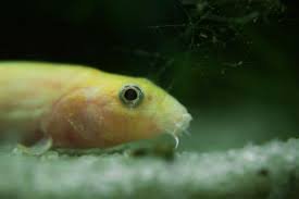 Tiempo Loach para tu acuario - Cómo crear un hogar feliz para tu mascota.