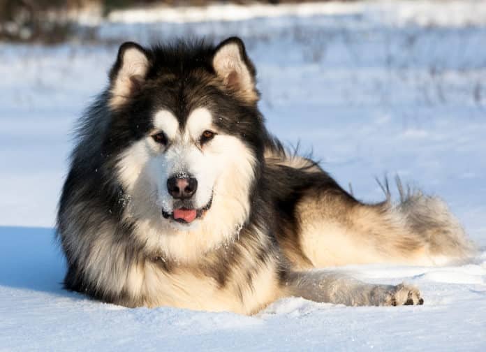 raza de perro alaskan malamute