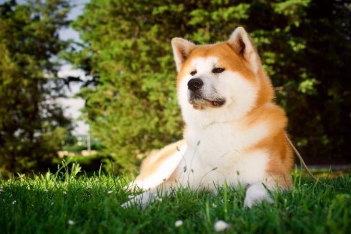 raza de perro akita