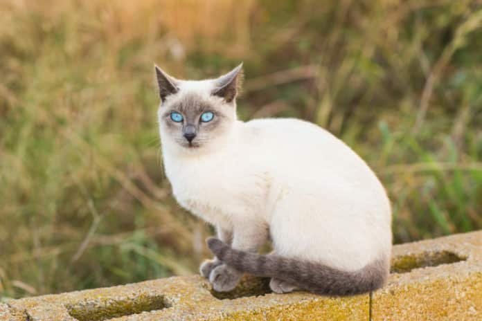 raza de gato siames