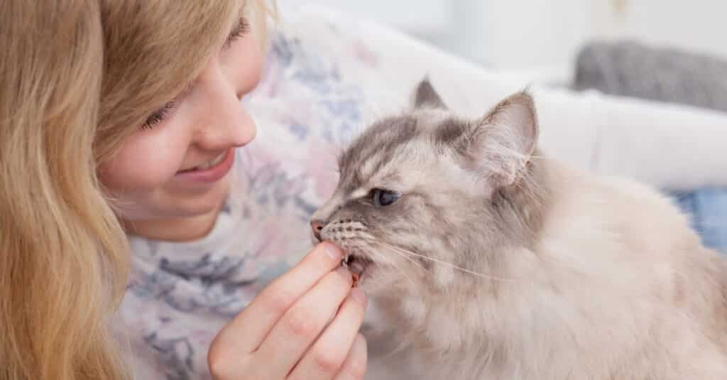 Golosinas orgánicas para gatos
