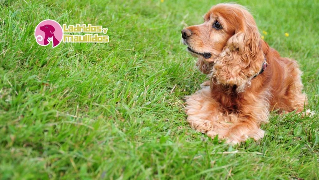 mejores razas de perros para niños